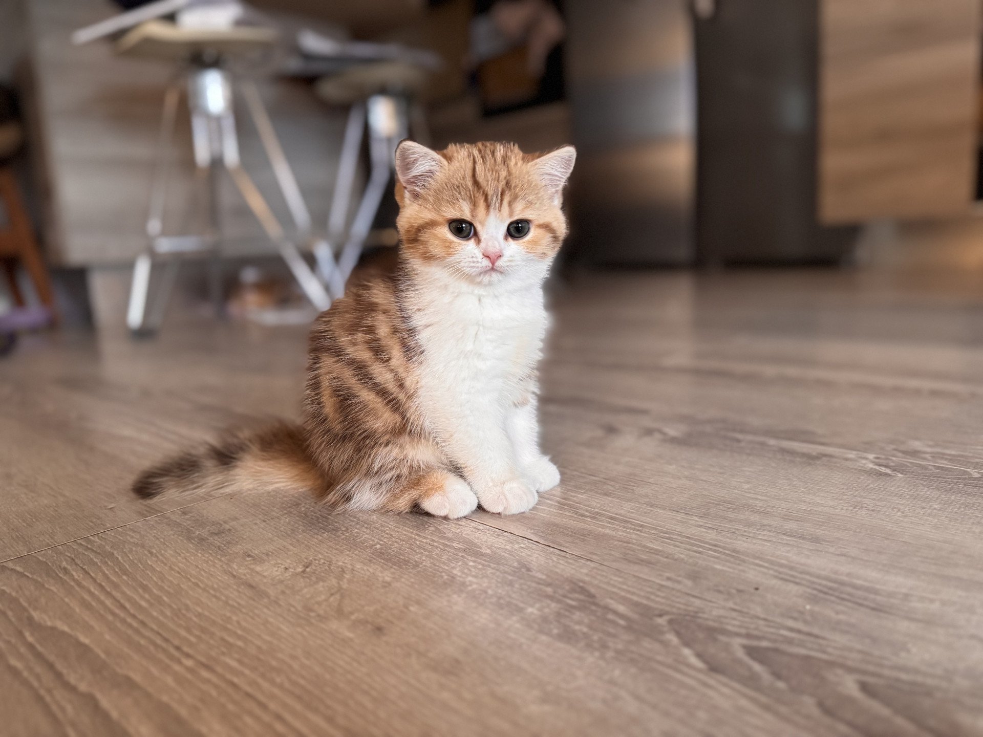 kitten British Shorthair chocolate golden blotched tabby bicolor Onyx NO*Superpusen