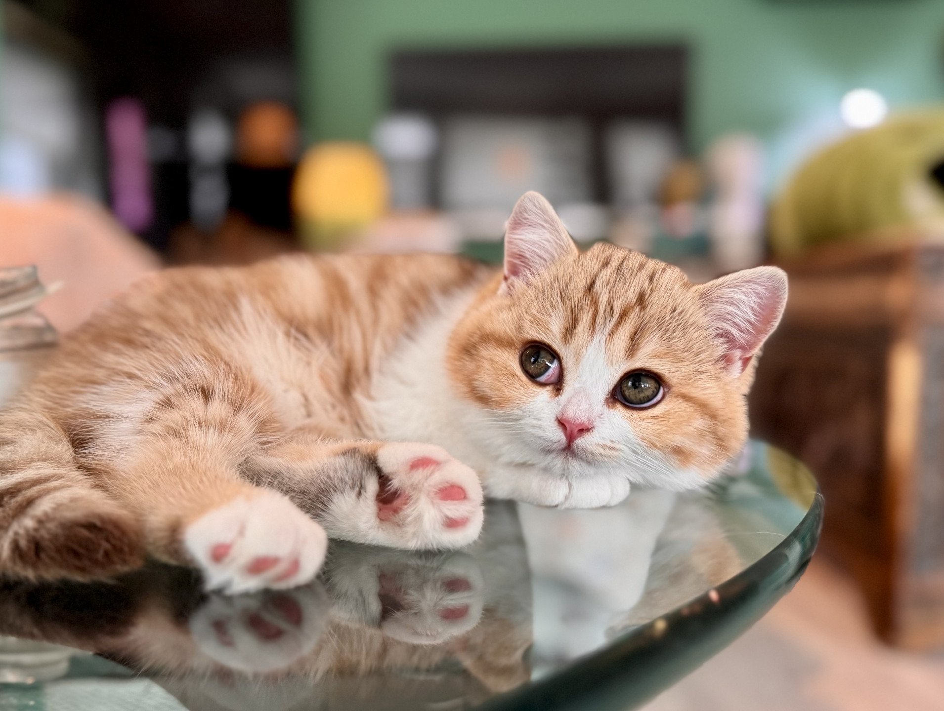 kitten British Shorthair chocolate golden blotched tabby bicolor Onyx NO*Superpusen