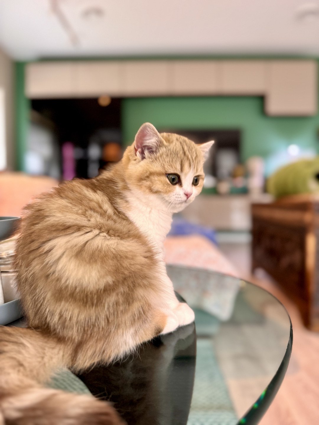 kitten British Shorthair chocolate golden blotched tabby bicolor Onyx NO*Superpusen