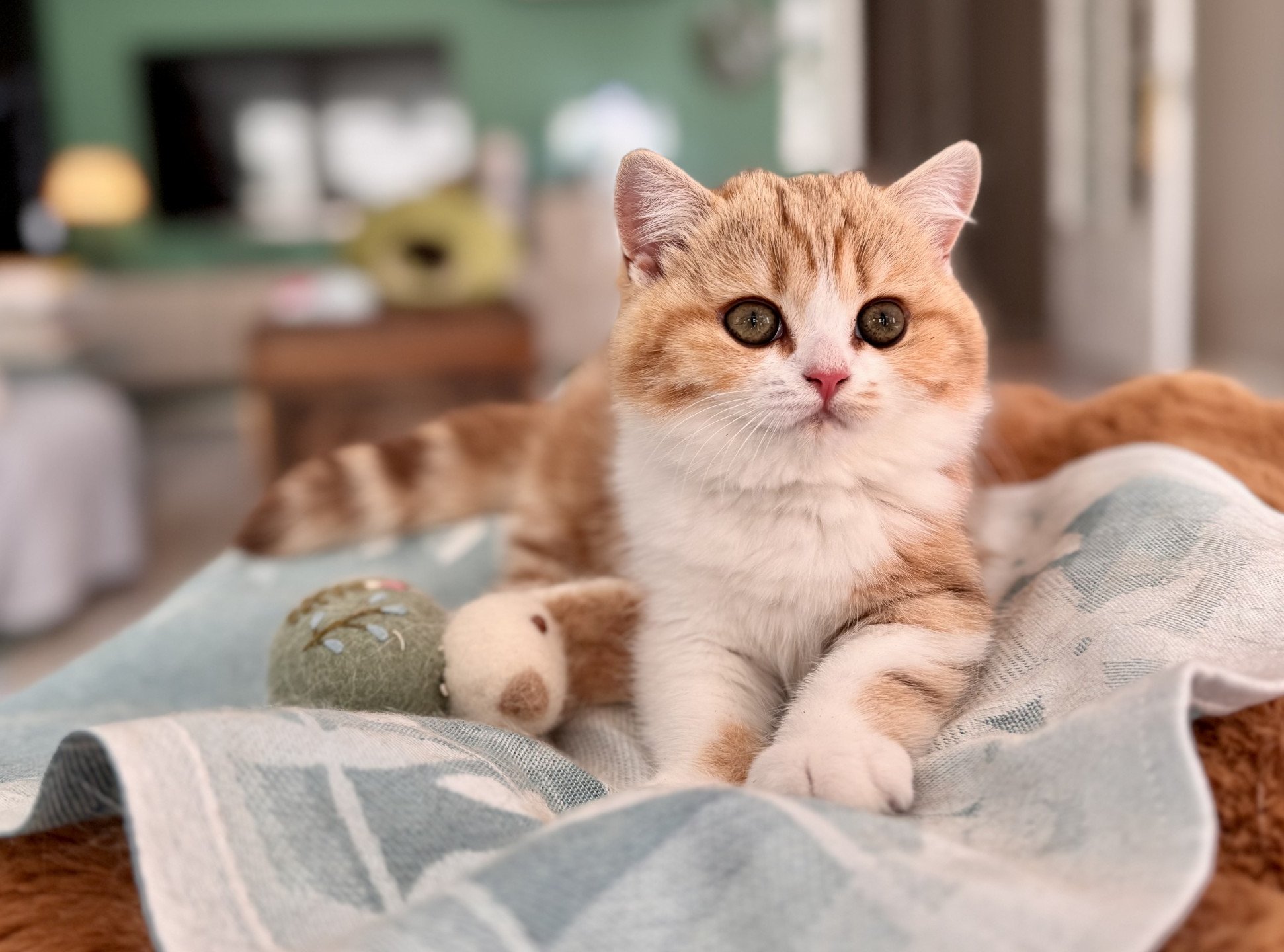 kitten British Shorthair chocolate golden blotched tabby bicolor Onyx NO*Superpusen