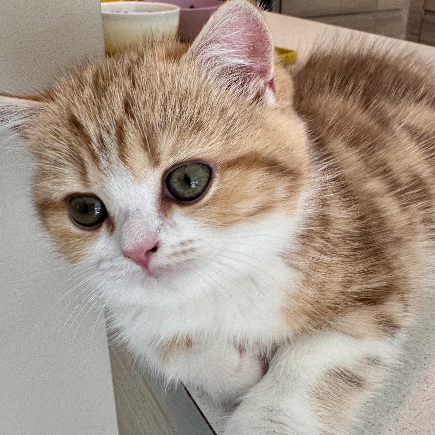 kitten British Shorthair chocolate golden blotched tabby bicolor Onyx NO*Superpusen