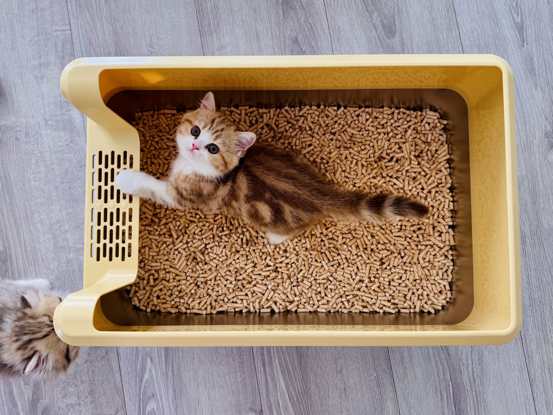 kitten British Shorthair chocolate golden blotched tabby bicolor Onyx NO*Superpusen