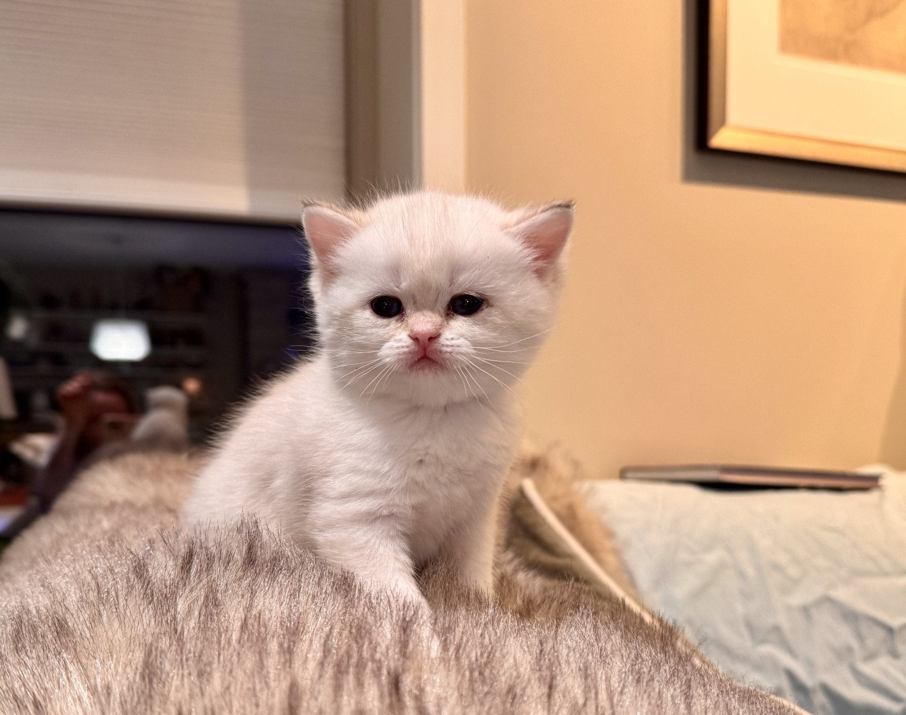 kitten British Shorthair seal golden spotted tabby point Pax NO*Superpusen