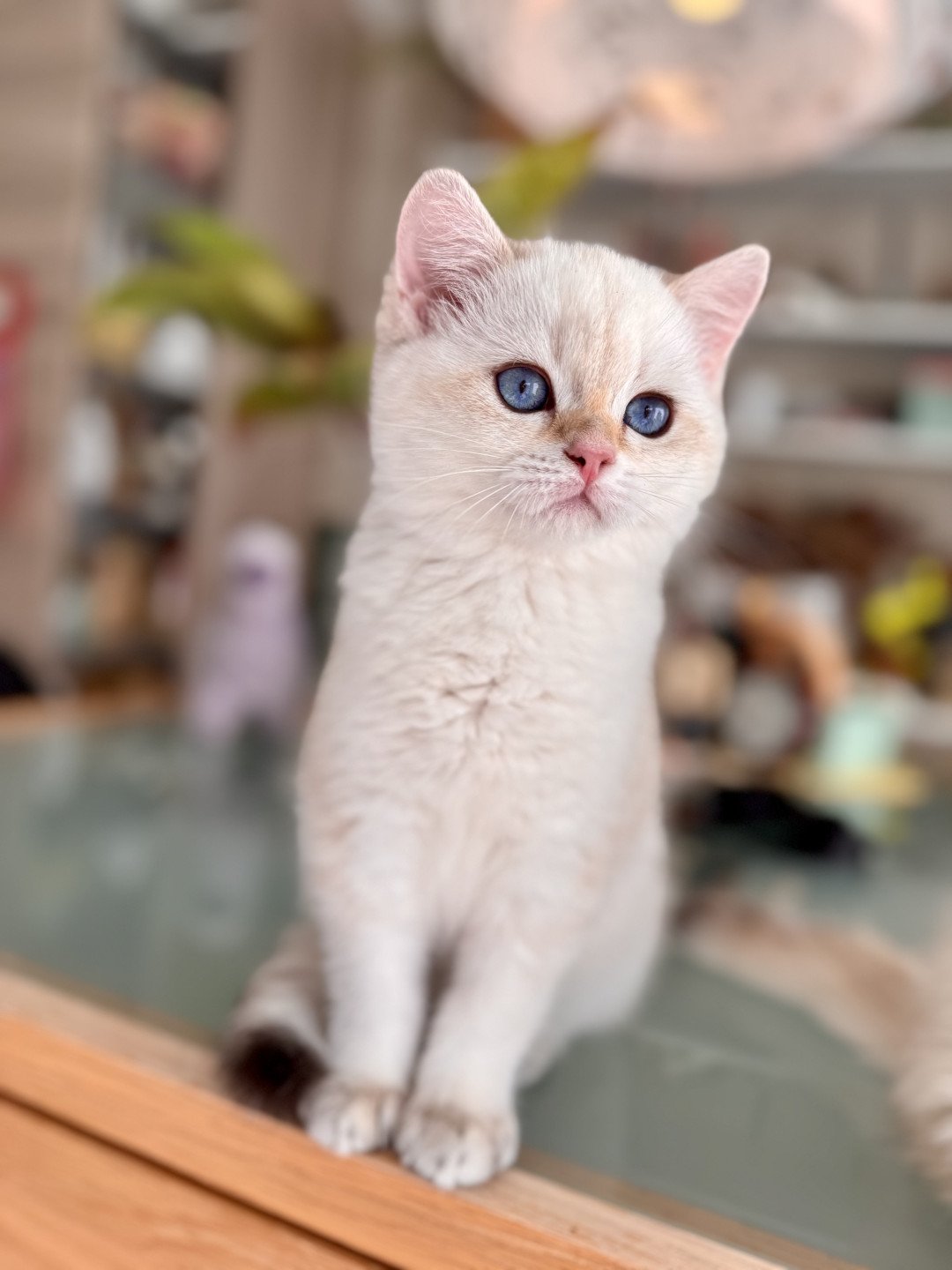 kitten British Shorthair seal golden spotted tabby point Pax NO*Superpusen