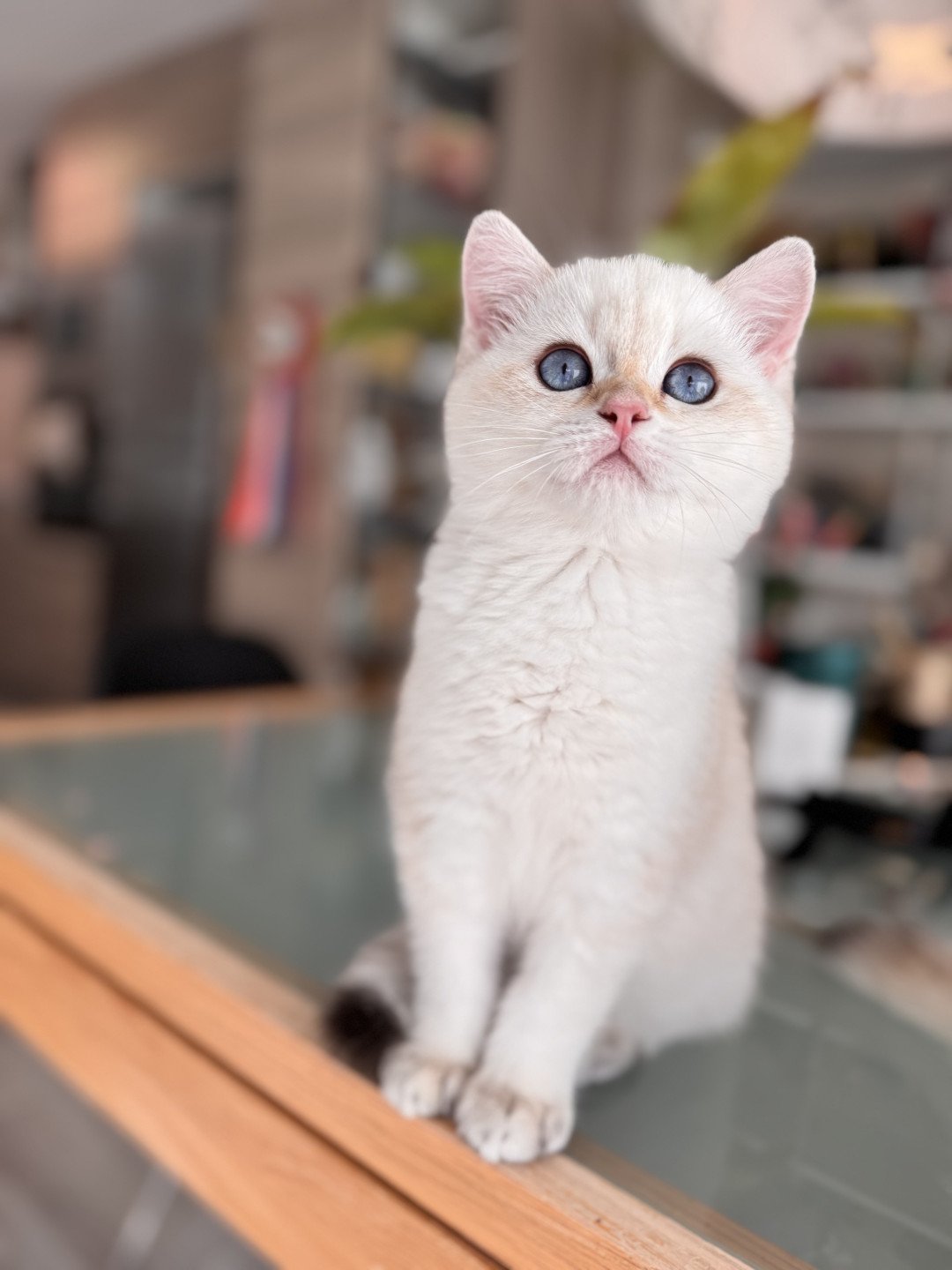 kitten British Shorthair seal golden spotted tabby point Pax NO*Superpusen