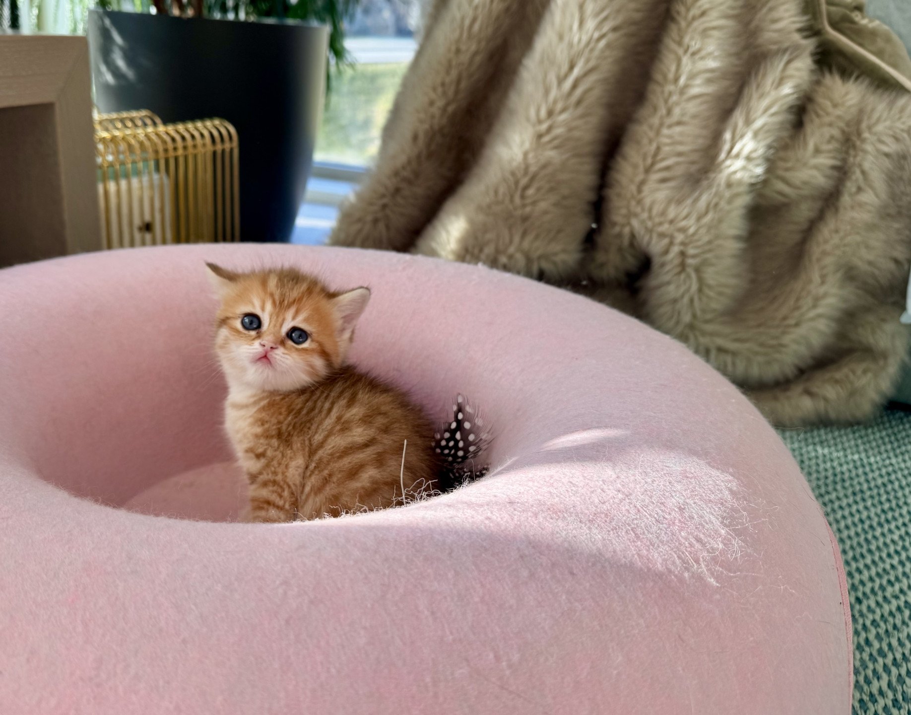 kitten British Shorthair brown sunshine spotted tabby Picachu NO*Superpusen