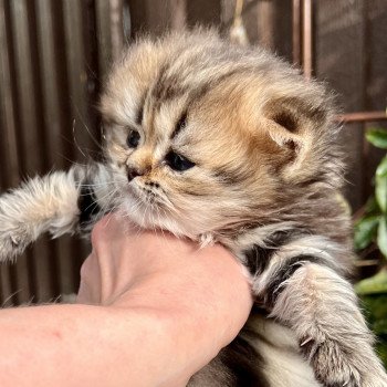 kitten British Longhair brown blotched tabby Jack Abunda NO*Superpusen