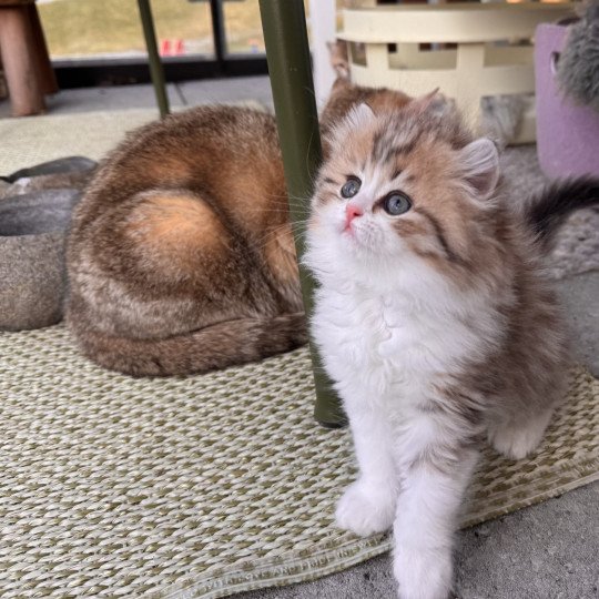 Osaka Female British Longhair
