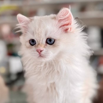 kitten British Longhair seal golden blotched tabby point Persemone NO*Superpusen kitten British Longhair seal golden blotched tabby point Persemone NO*Superpusen