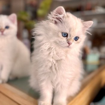 kitten British Longhair seal golden blotched tabby point Persemone NO*Superpusen kitten British Longhair seal golden blotched tabby point Persemone NO*Superpusen
