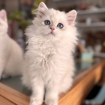kitten British Longhair seal golden blotched tabby point Persemone NO*Superpusen kitten British Longhair seal golden blotched tabby point Persemone NO*Superpusen