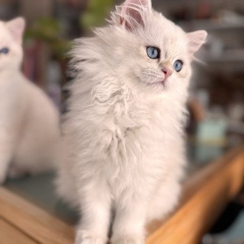 kitten British Longhair seal golden blotched tabby point Persemone NO*Superpusen kitten British Longhair seal golden blotched tabby point Persemone NO*Superpusen