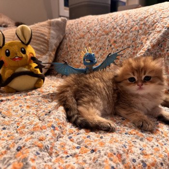 kitten British Longhair black golden spotted tabby Poppie NO*Superpusen kitten British Longhair black golden spotted tabby Poppie NO*Superpusen