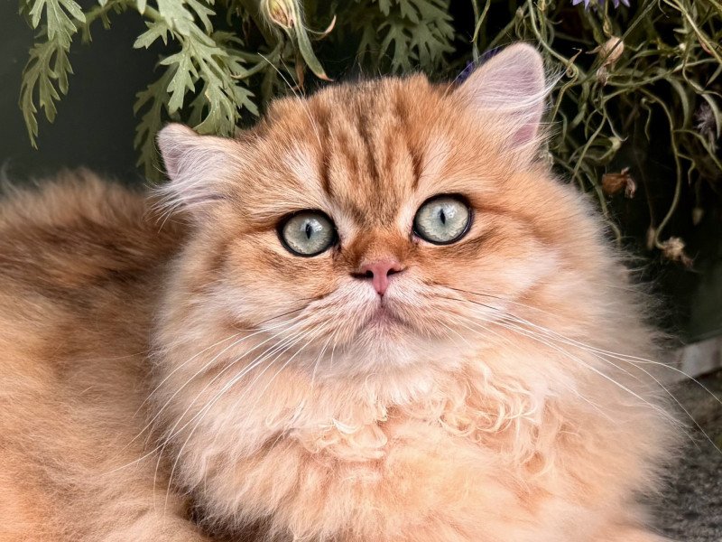 Poppie Female British Longhair Poppie Female British Longhair