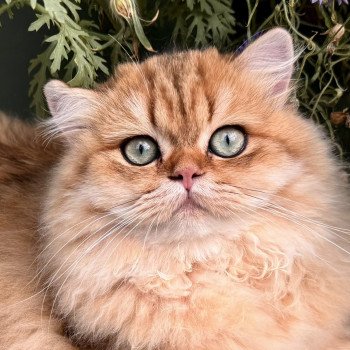 Poppie Female British Longhair