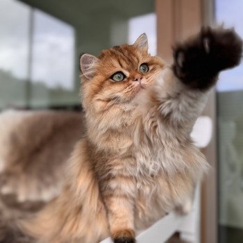 cat British Longhair black golden spotted tabby Poppie NO*Superpusen cat British Longhair black golden spotted tabby Poppie NO*Superpusen