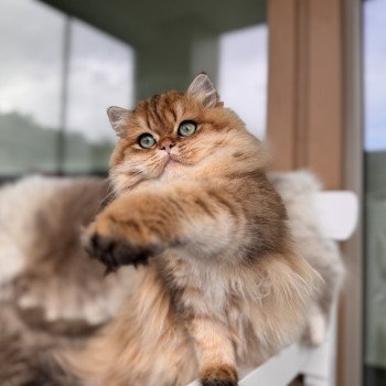 cat British Longhair black golden spotted tabby Poppie NO*Superpusen cat British Longhair black golden spotted tabby Poppie NO*Superpusen