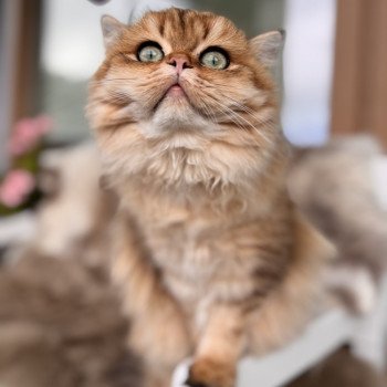 cat British Longhair black golden spotted tabby Poppie NO*Superpusen cat British Longhair black golden spotted tabby Poppie NO*Superpusen