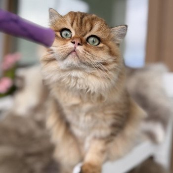 cat British Longhair black golden spotted tabby Poppie NO*Superpusen cat British Longhair black golden spotted tabby Poppie NO*Superpusen