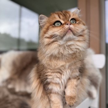 cat British Longhair black golden spotted tabby Poppie NO*Superpusen cat British Longhair black golden spotted tabby Poppie NO*Superpusen