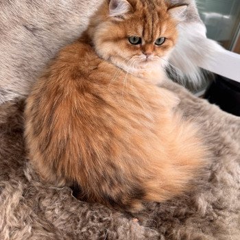 cat British Longhair black golden spotted tabby Poppie NO*Superpusen cat British Longhair black golden spotted tabby Poppie NO*Superpusen