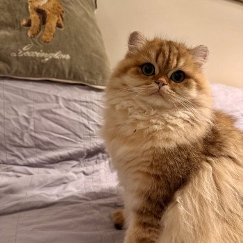 cat British Longhair black golden spotted tabby Poppie NO*Superpusen cat British Longhair black golden spotted tabby Poppie NO*Superpusen