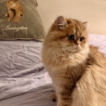 cat British Longhair black golden spotted tabby Poppie NO*Superpusen cat British Longhair black golden spotted tabby Poppie NO*Superpusen