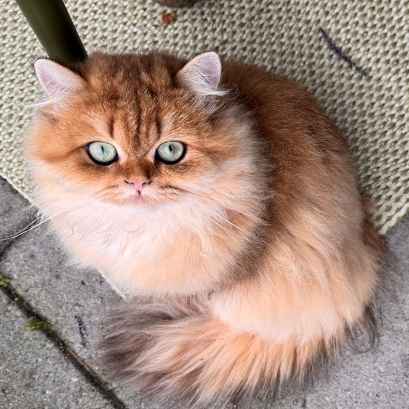 Poppie Female British Longhair Poppie Female British Longhair