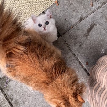 cat British Longhair black golden spotted tabby Poppie NO*Superpusen cat British Longhair black golden spotted tabby Poppie NO*Superpusen