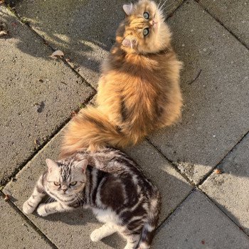 cat British Longhair black golden spotted tabby Poppie NO*Superpusen cat British Longhair black golden spotted tabby Poppie NO*Superpusen