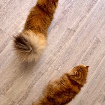 cat British Longhair black golden spotted tabby Poppie NO*Superpusen