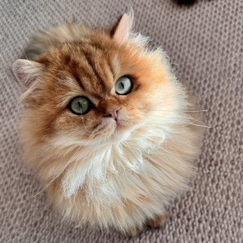 cat British Longhair black golden spotted tabby Poppie NO*Superpusen