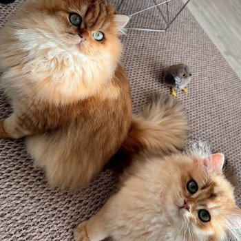 cat British Longhair black golden spotted tabby Poppie NO*Superpusen