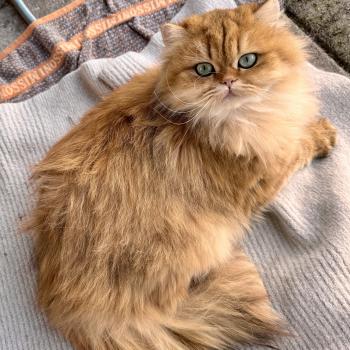 cat British Longhair black golden spotted tabby Poppie NO*Superpusen