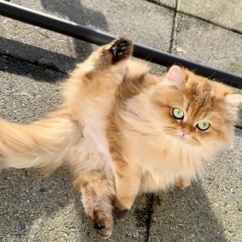 cat British Longhair black golden spotted tabby Poppie NO*Superpusen