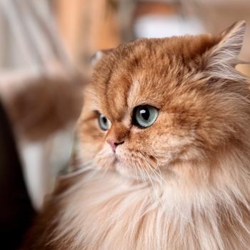 cat British Longhair black golden spotted tabby Poppie NO*Superpusen