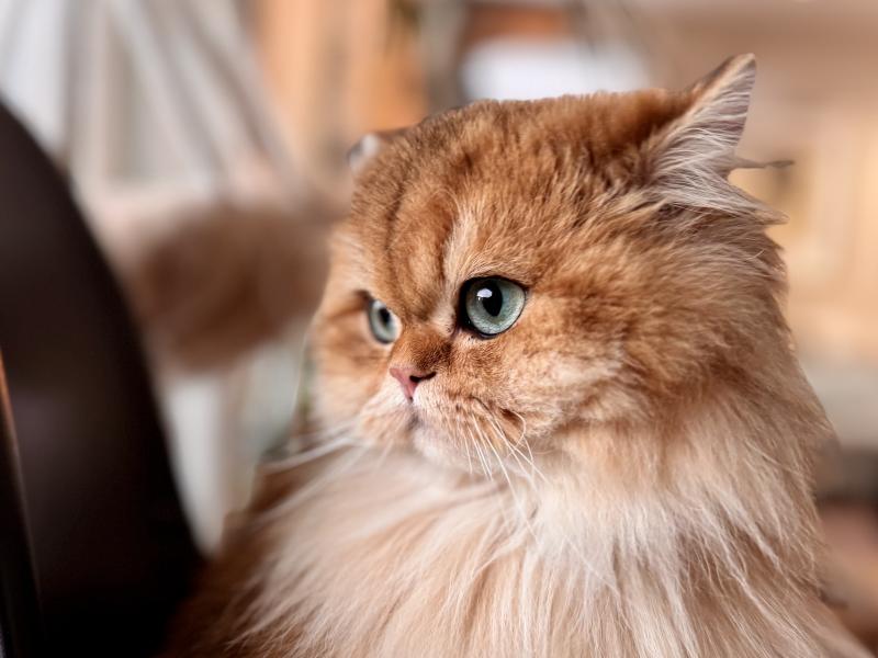 Poppie Female British Longhair