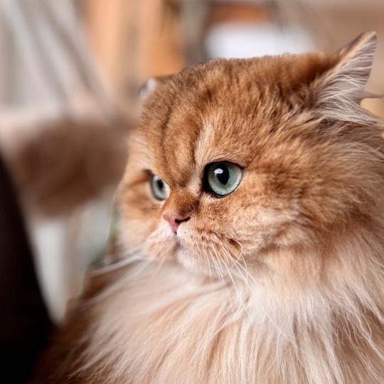 Poppie Female British Longhair