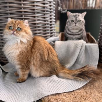 cat British Longhair black golden spotted tabby Poppie NO*Superpusen