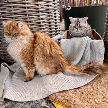 cat British Longhair black golden spotted tabby Poppie NO*Superpusen