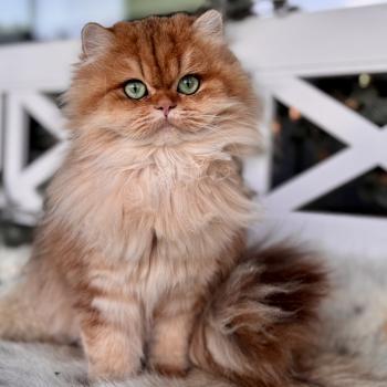 cat British Longhair black golden spotted tabby Poppie NO*Superpusen