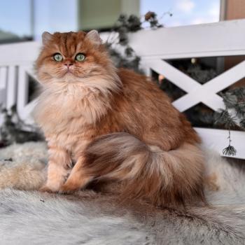 cat British Longhair black golden spotted tabby Poppie NO*Superpusen