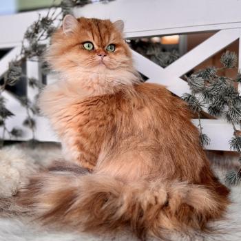 cat British Longhair black golden spotted tabby Poppie NO*Superpusen