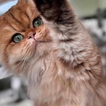 cat British Longhair black golden spotted tabby Poppie NO*Superpusen