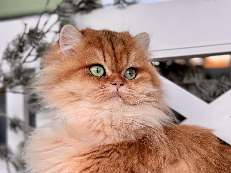 Poppie Female British Longhair