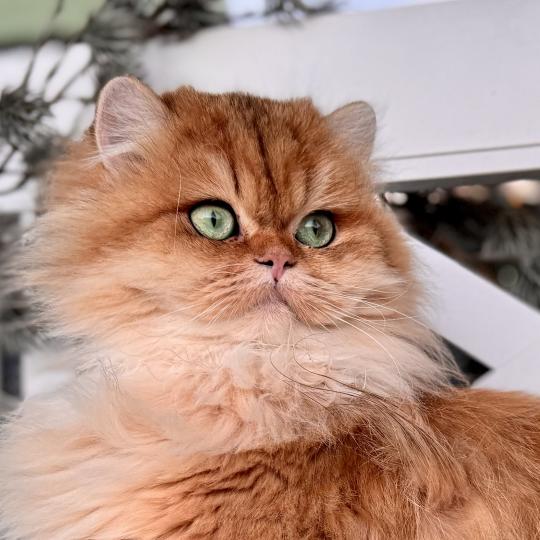 Poppie Female British Longhair