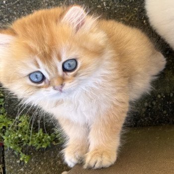 kitten British Longhair brown sunshine shaded Qii NO*Superpusen kitten British Longhair brown sunshine shaded Qii NO*Superpusen