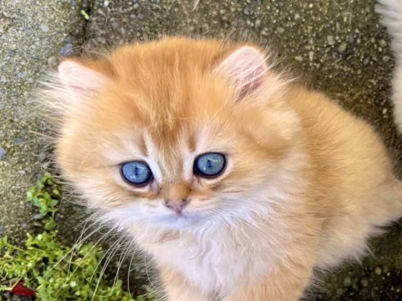 Qii Male British Longhair