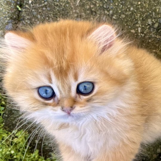 Qii Male British Longhair