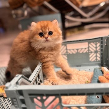kitten British Longhair brown sunshine shaded Qii NO*Superpusen kitten British Longhair brown sunshine shaded Qii NO*Superpusen